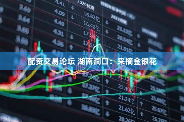 配资交易论坛 湖南洞口：采摘金银花